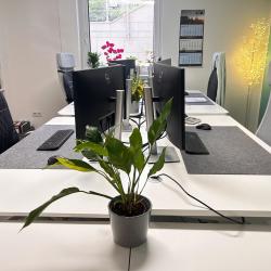 Galeriebild
